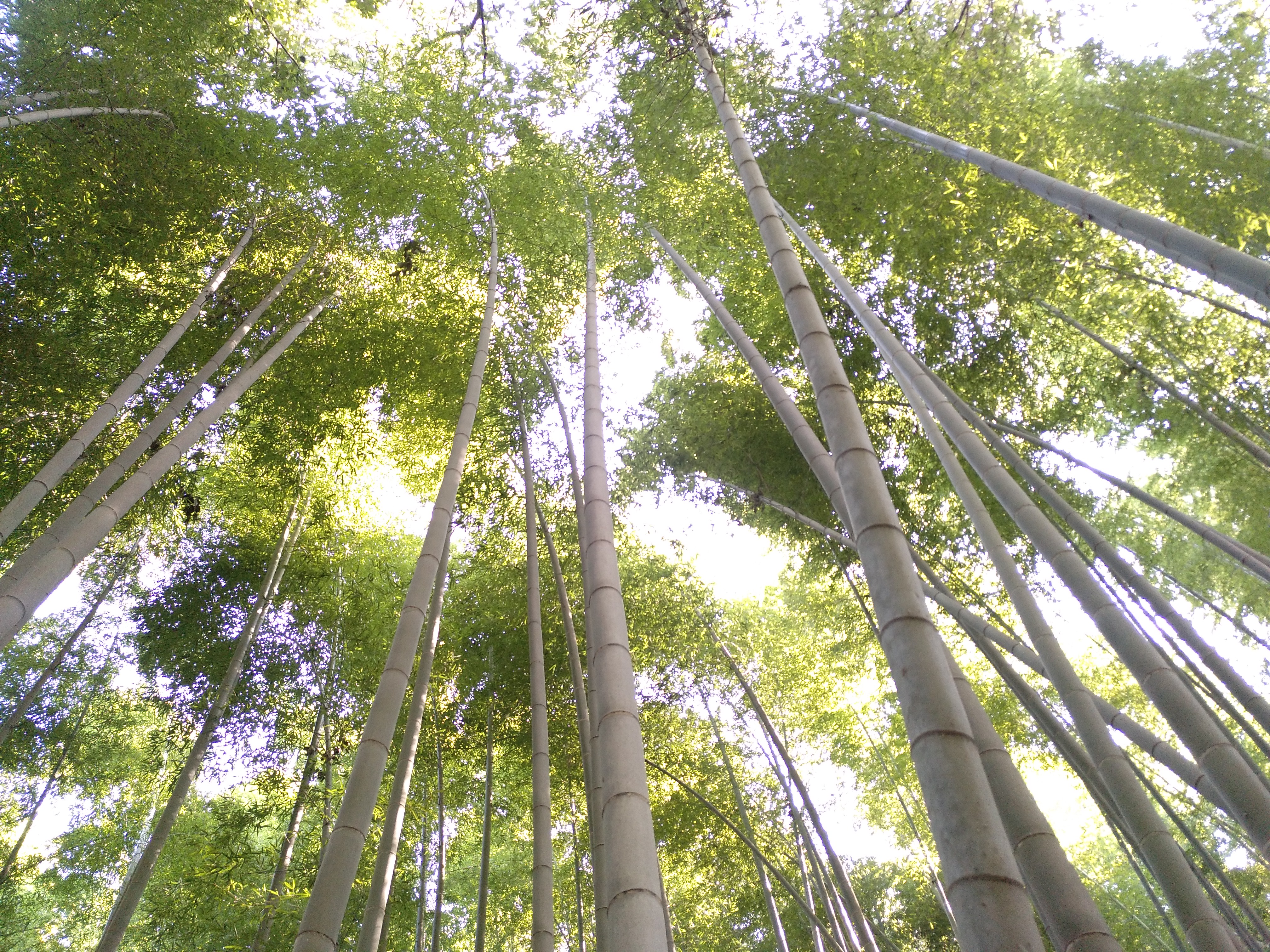 Arashiyama - Kyoto - photo by Ines Matos (C)