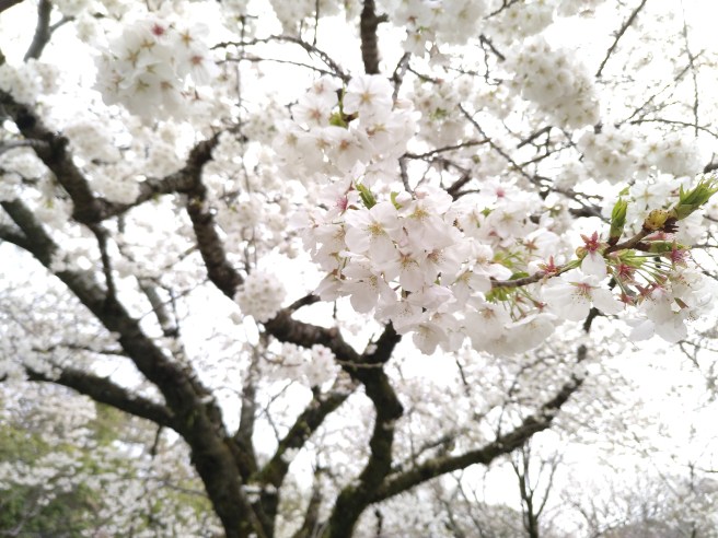 IMG_20190328_095250_236